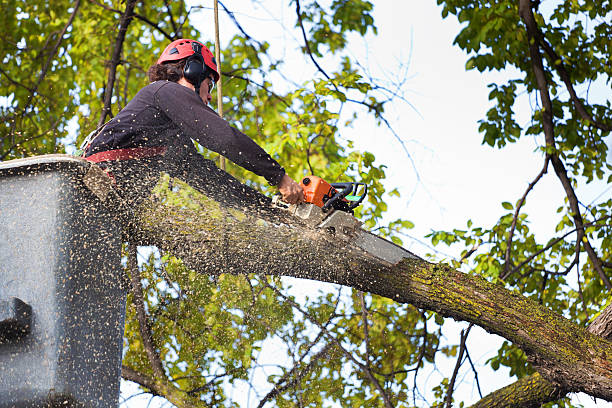 Neptune City, NJ Tree Care Company