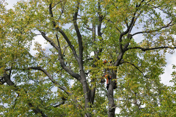 How Our Tree Care Process Works  in  Neptune City, NJ